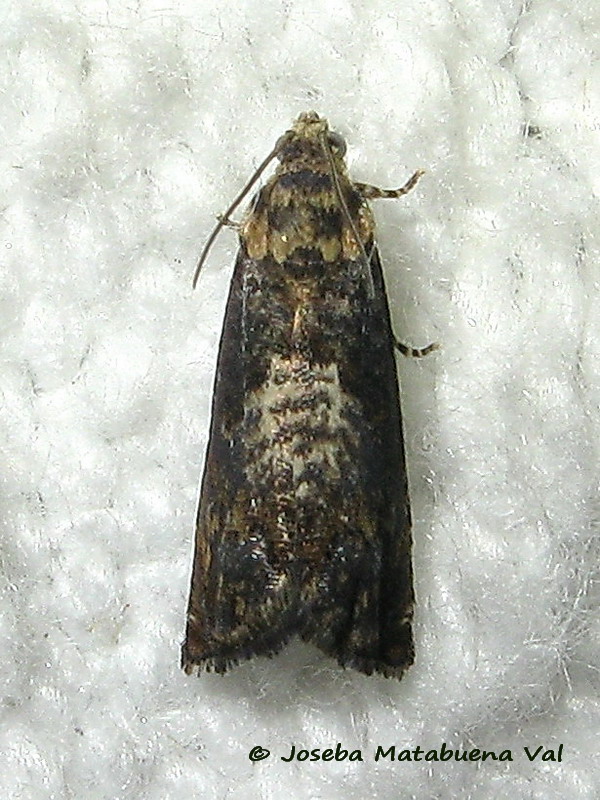 Tortricidae:  Pammene suspectana